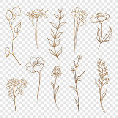 Vector floral collection. Hand drawn set Flowers and leaves.