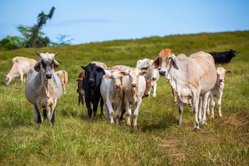 Beautiful cattle standing in the field of grass in farm