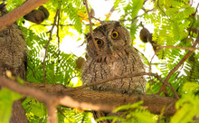 Pacific Screech Owl (Megascops Cooperi) Perched, Resting In A Tree During Daytime.  Member Of Strigidae Family.  Strictly A Nocturnal Hunter And Is Dormant During Daytime.