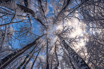 Winter snowy trees in the blue sky Bottom view on a frosty sunny day