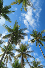 Wall Mural - Palm trees and blue sky bottom view