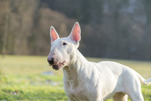 Portrait Photo Of White Bull Terrier Outdoors On A Sunny Day