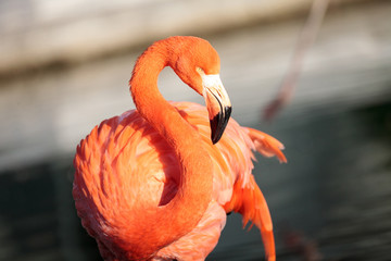 Plakat okoń flamingo dziki ptak