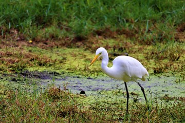 Wall Mural - egret