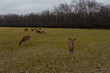herd of deer in a field