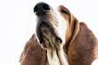 Beautiful brown and white Basset Hound dog with big ears and muzzle. Simpatico friendly dog with sad look and look and the cold clothes in his house in the yard the tracker sniffs