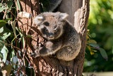 Fototapeta Tęcza - A joey Australian koala