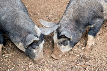 two  young piglets