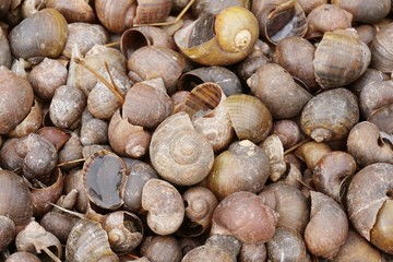 dry group shell on the ground