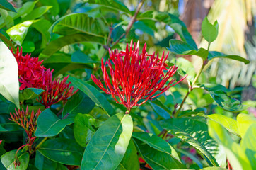 Iskora red a beautiful flower of in Sri Lanka