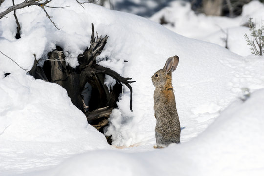 Cottontail Bunny Rabbit Standing in Snow, Southern Utah Wildlife Outdoors