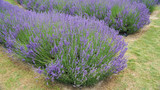 Fototapeta Lawenda - Blooming purple lavender plant in Lavender farm, New Zealand