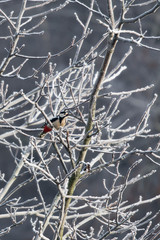 Wall Mural - Dendrocopos major - Great spotted woodpecker on tree branches without leaves with frost.