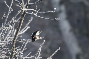 Canvas Print - Dendrocopos major - Great spotted woodpecker on tree branches without leaves with frost.