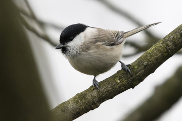 Sticker - Poecile palustris - Marsh tit on a branch.