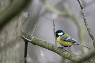 Wall Mural - Parus major - Great tit on a branch.