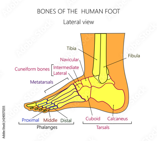 Foot Anatomy Lateral - Anatomical Charts & Posters