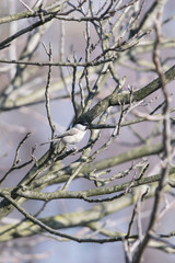 Wall Mural - Poecile palustris - little gray bird with black cap.