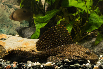 Canvas Print - Ancistrus fish in the aquarium.