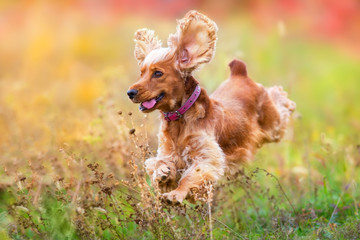 Wall Mural - English cocker spaniel run and jump outdoor at sunset light