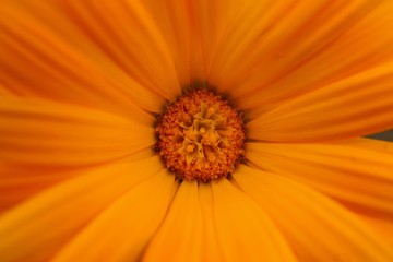 the beautiful orange flowers in the garden