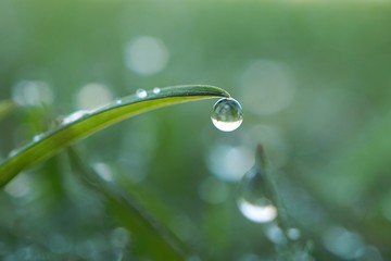 the raindrops on the green grass in the garden