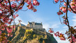 Edinburgh Castle framed by cherry blossoms on a beautiful blue sky Spring day, famous tourist attraction  in Scotland ,UK.