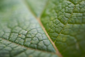 the beautiful green plant leaves in the garden