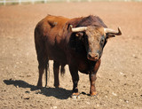 Fototapeta Krajobraz - bull in the cattle farm