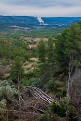 Nuclear power plant and forest