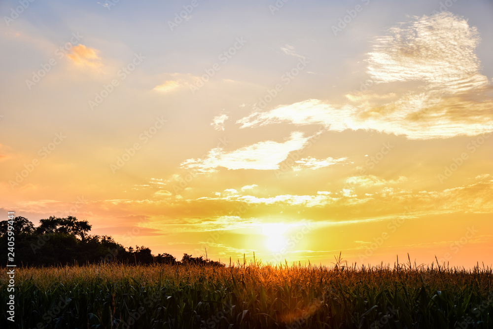 Sunset over the cornfield - obrazy, fototapety, plakaty 