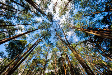 Bright forest trees summer sunlight in the morning time.