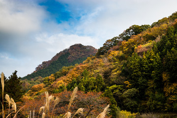 Wall Mural - Autumn leaves of mountains in Japan / Daigo-town, Kuji-district, Ibaraki prefecture, Japan