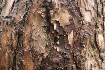 Peeling, cracked old tree textured background. Wooden background.