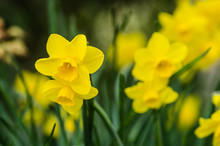 Yellow Daffodils In The Garden