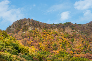 Wall Mural - Autumn leaves of mountains in Japan / Daigo-town, Kuji-district, Ibaraki prefecture, Japan