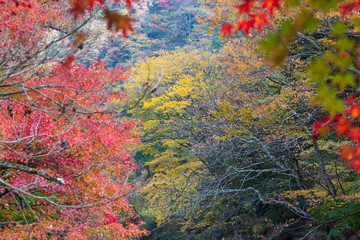 Wall Mural - Autumn leaves of mountains in Japan / Daigo-town, Kuji-district, Ibaraki prefecture, Japan