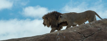 Lion & Lioness Walking Down Slope In Rock Formation With Blue Sky And Light Cloud