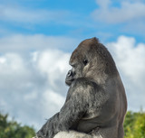 Fototapeta Big Ben - Silverback Gorilla sitting in profile, with blue sky and cloud background