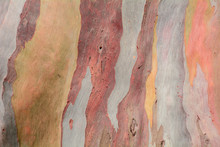 Colorful Abstract Pattern Texture Of Eucalyptus Tree Bark