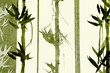 Bamboo / Texture - Bamboo in green and tones 
