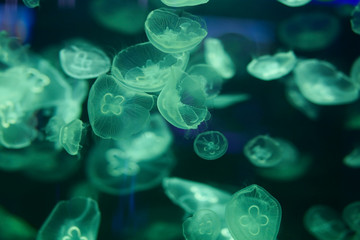 beautiful jellyfish, medusa in the neon light with the fishes. underwater life in ocean jellyfish. e