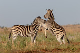 Fototapeta Konie - zebra in africa
