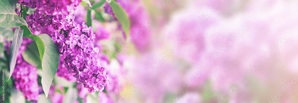 purple lilac bush blossom with copy space - obrazy, fototapety, plakaty 