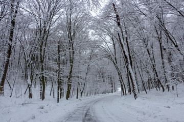  the road in the winter forest and trees in the snow on a cloudy day