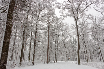 Koncepcja piękna zima. Hardwood. Z nagimi drzewami pokrytymi śniegiem.