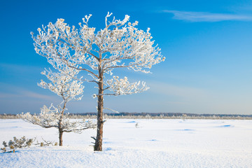 Aufkleber - winter pine tree