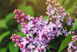 Fototapeta Zwierzęta - Branch of blooming lilac closeup