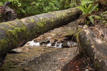 A Log Fallen Across A Small Stream On The Holdsworth Lookout Track Hiking Trail In The Tararua Forest Park, Wairarapa, New Zealand.