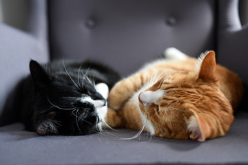 Two cats cuddling together on a chair at home.